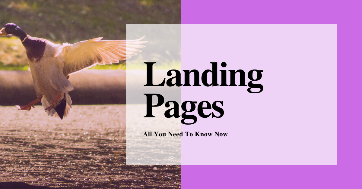 All You Need to Know About Landing Pages